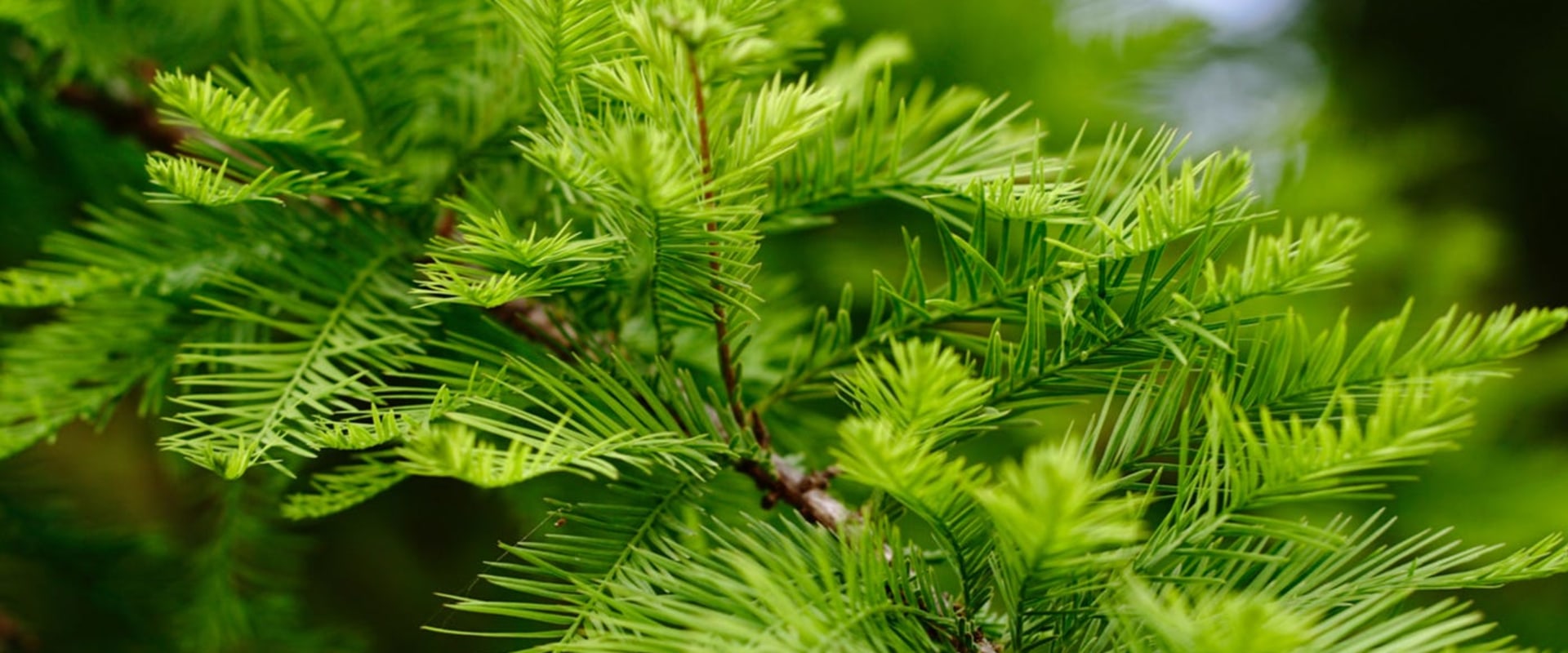 A Comprehensive Look at Trees and Graphs: Understanding the Foundations of Physics, Maths, and Computing