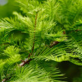A Comprehensive Look at Trees and Graphs: Understanding the Foundations of Physics, Maths, and Computing