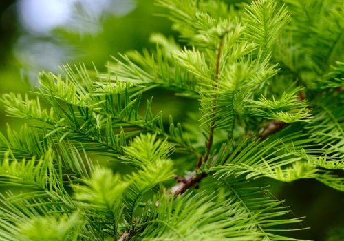 A Comprehensive Look at Trees and Graphs: Understanding the Foundations of Physics, Maths, and Computing